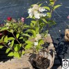 Hydrangea paniculata 'Prim'White' - Aedhortensia 'Prim'White' C5/5L